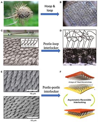 Bioinspired Smart Materials With Externally-Stimulated Switchable Adhesion